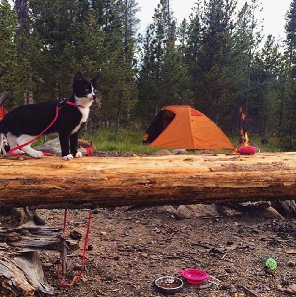 Cats That Enjoy Outdoor Adventures (Photos)