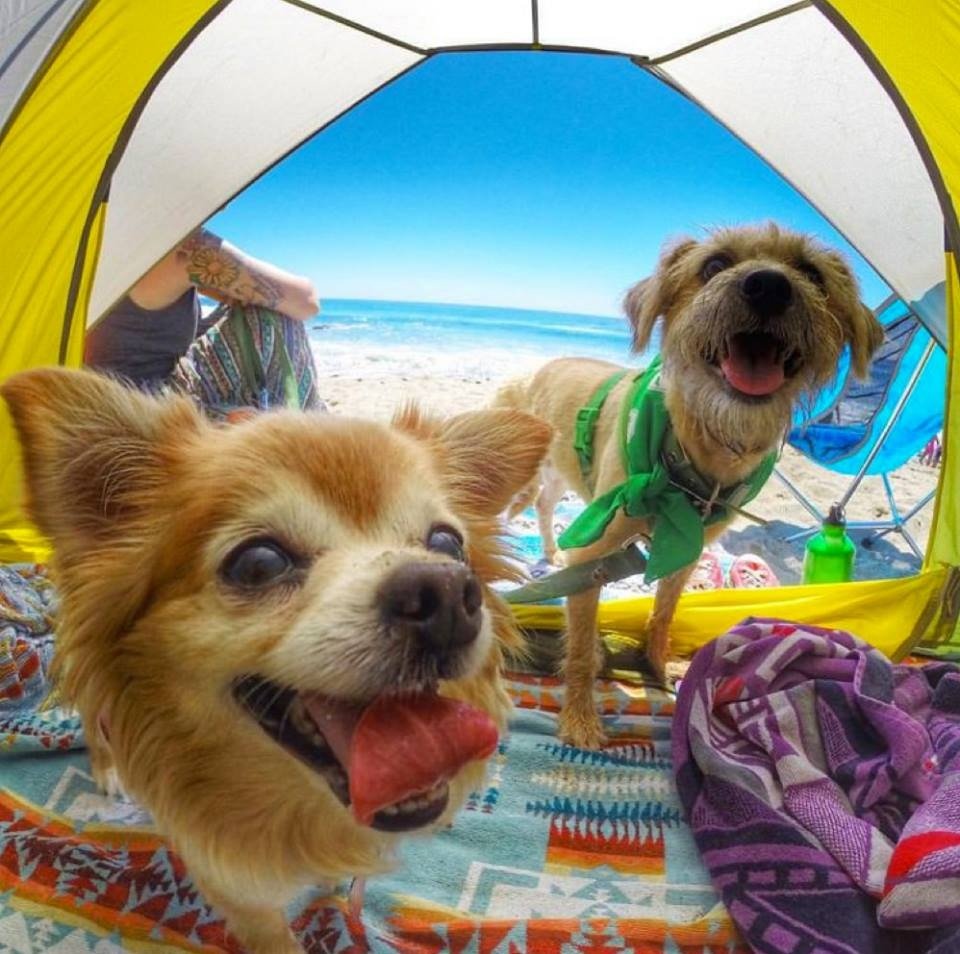 Camping with Your Dog (Photos)