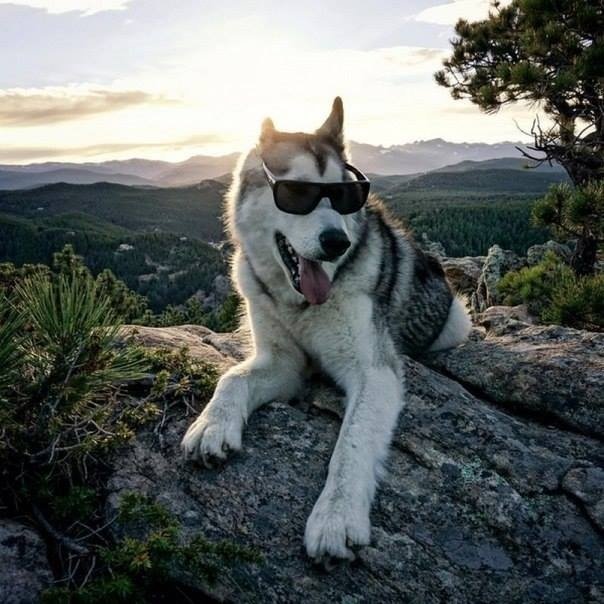 Loki - The WolfDog