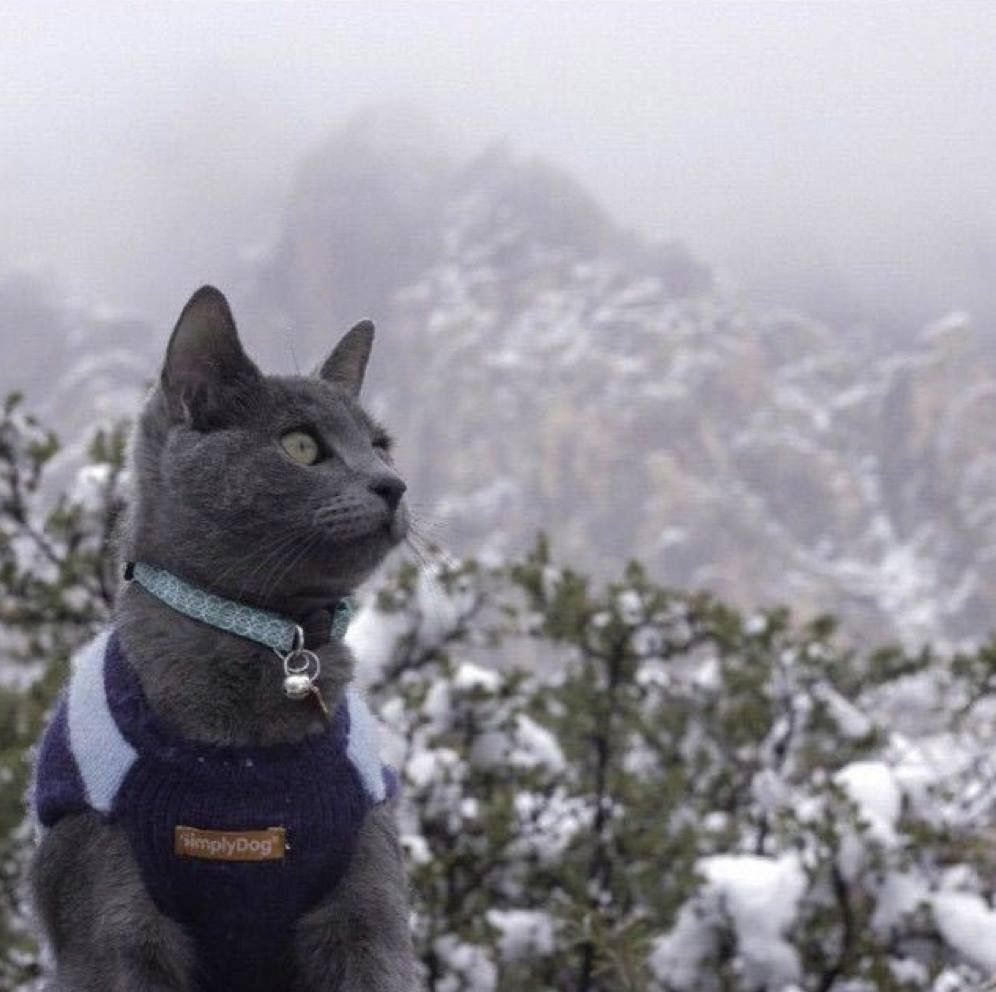 Cats That Enjoy Outdoor Adventures (Photos)