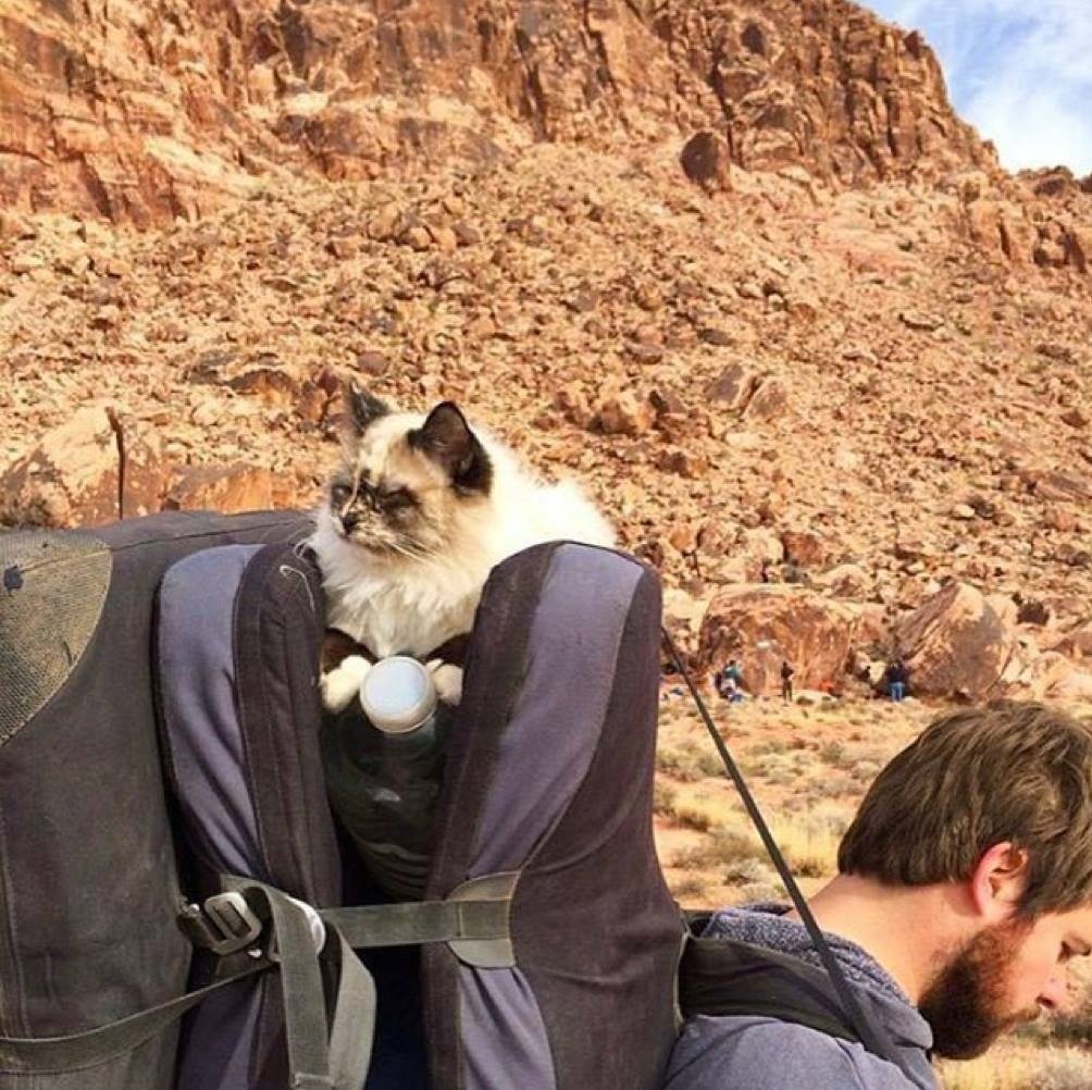 Cats That Enjoy Outdoor Adventures (Photos)