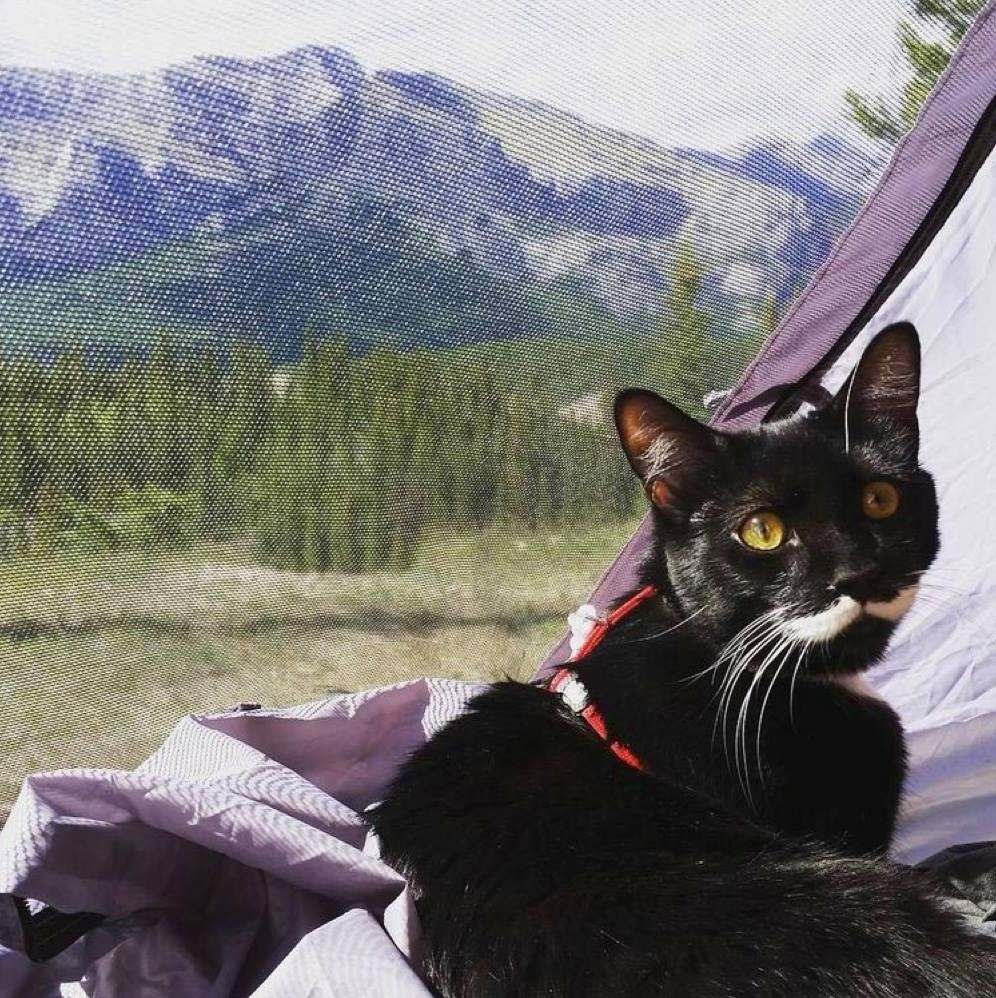 Cats That Enjoy Outdoor Adventures (Photos)