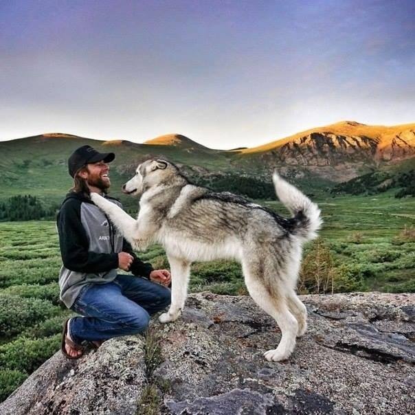 Loki - The WolfDog