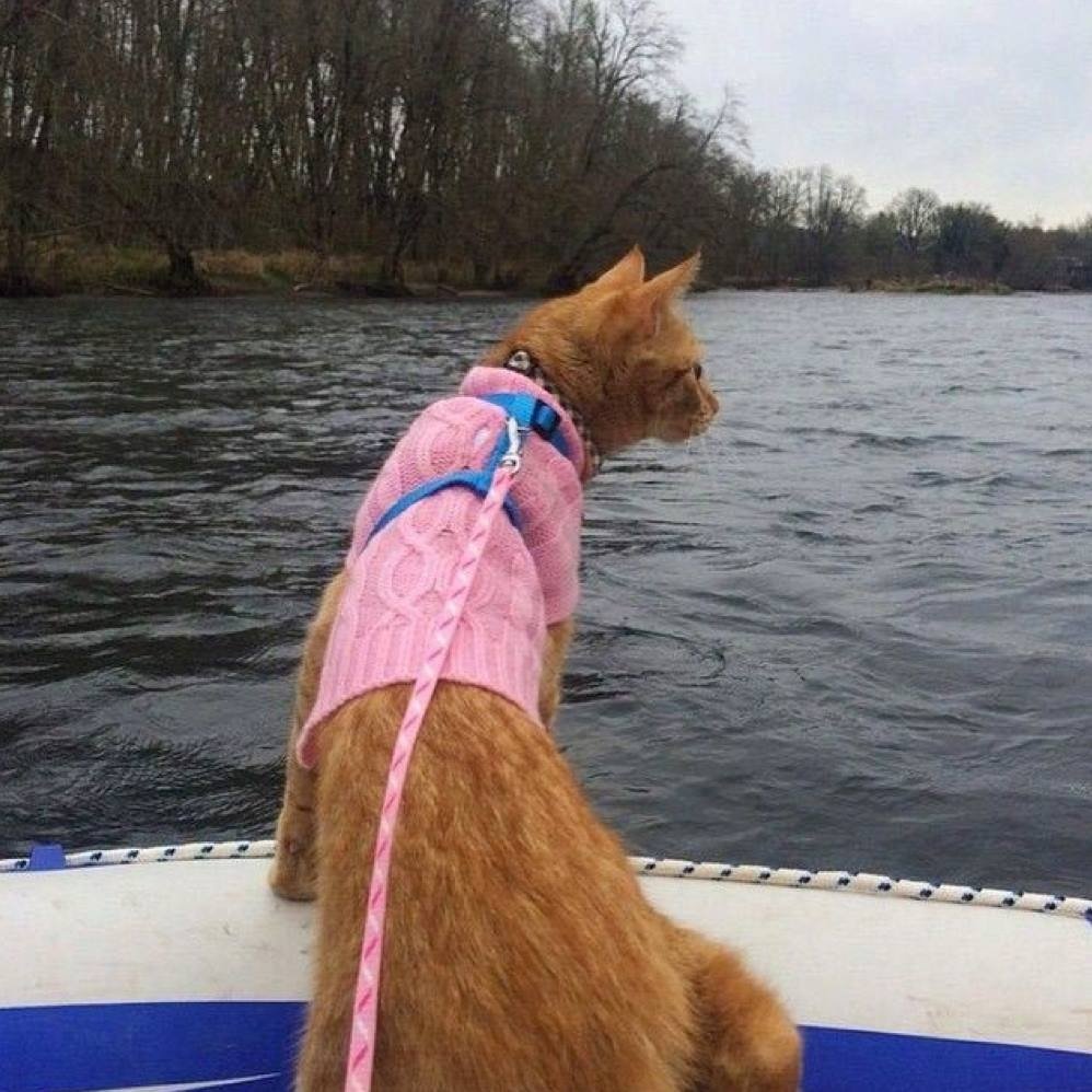 Cats That Enjoy Outdoor Adventures (Photos)