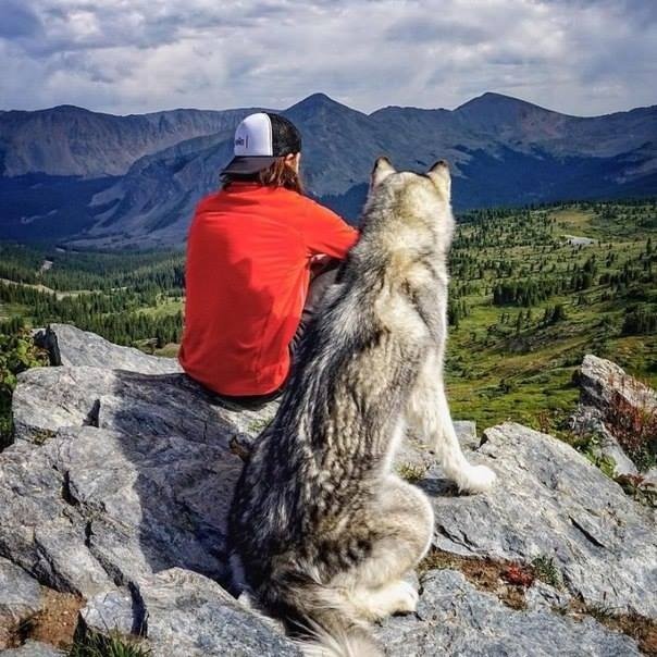 Loki - The WolfDog