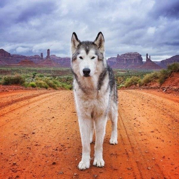 Loki - The WolfDog