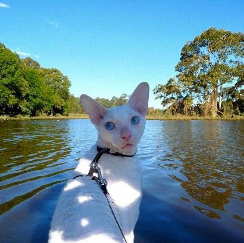 Cats That Enjoy Outdoor Adventures (Photos)