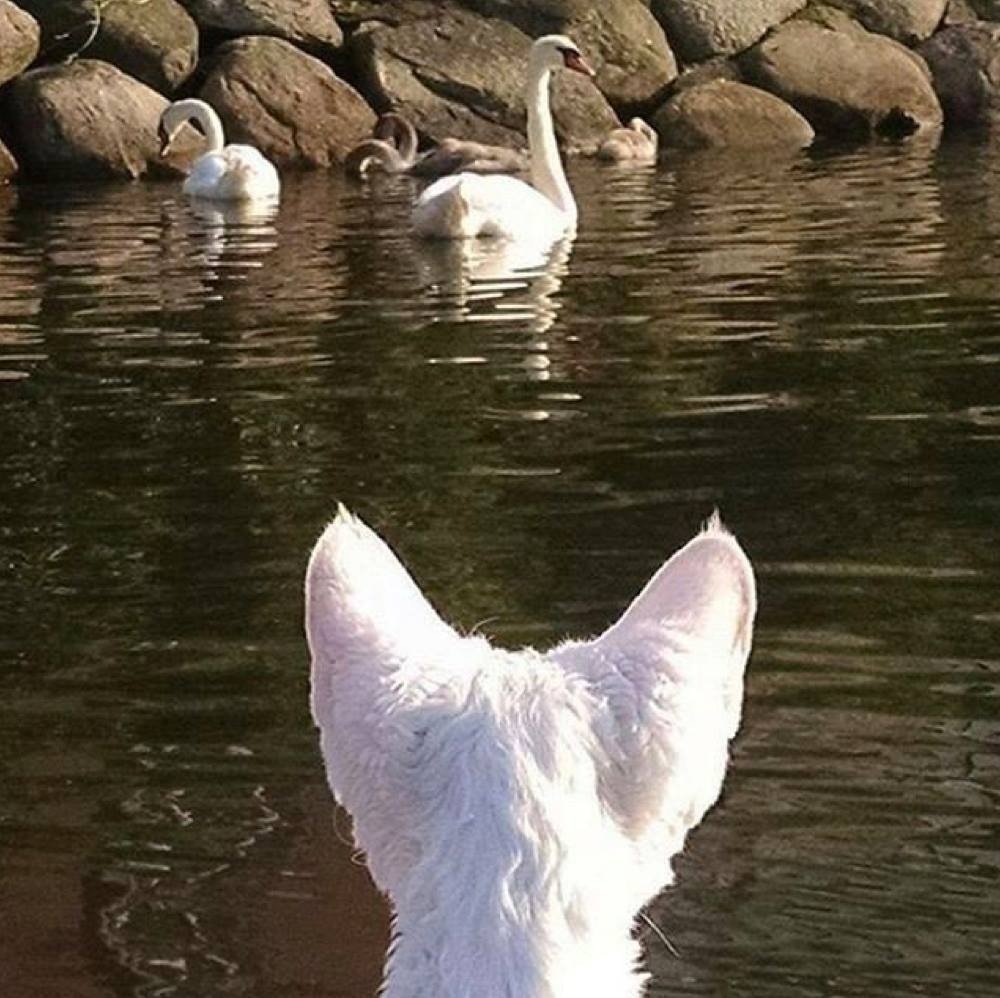 Cats That Enjoy Outdoor Adventures (Photos)