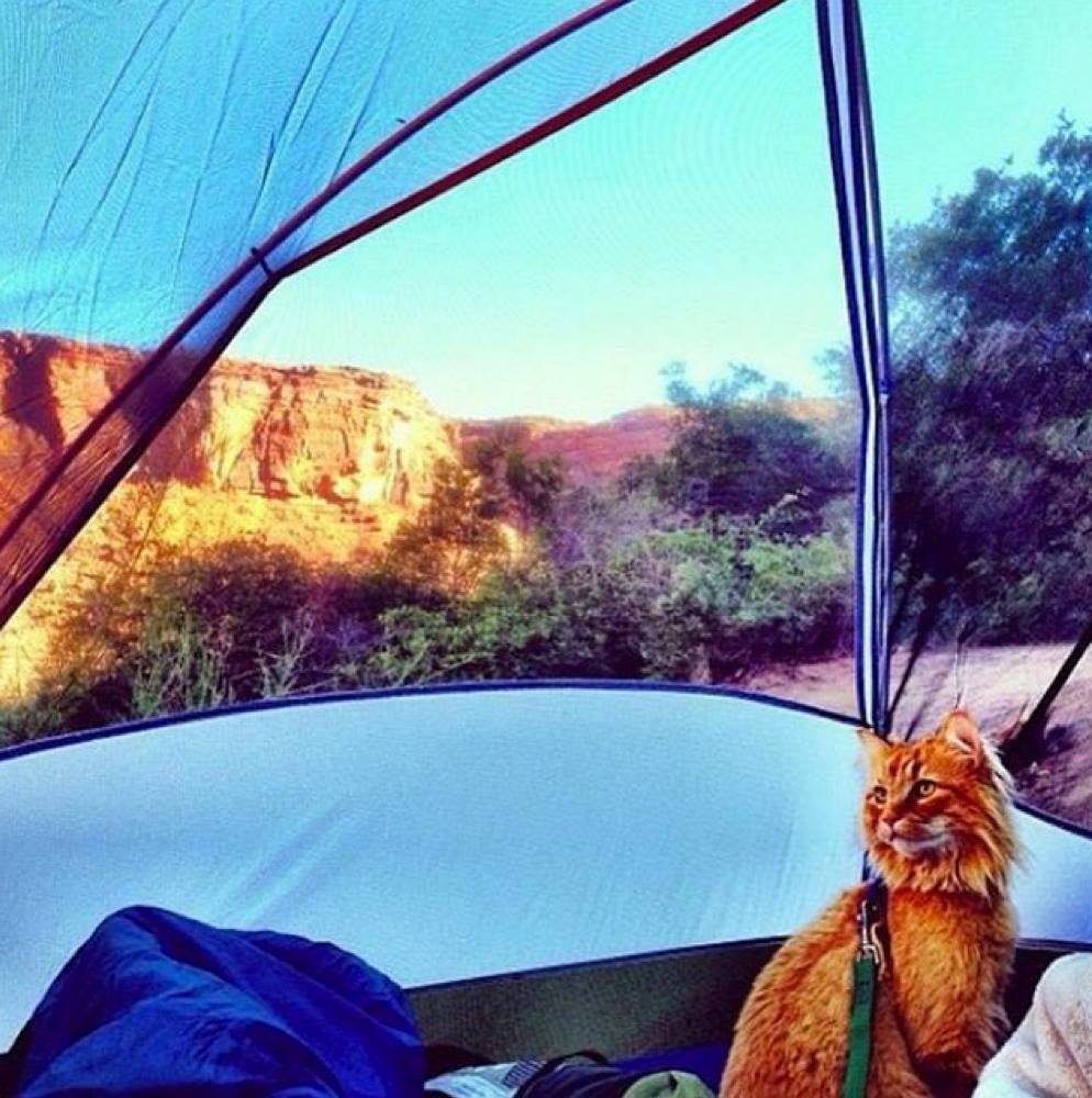 Cats That Enjoy Outdoor Adventures (Photos)