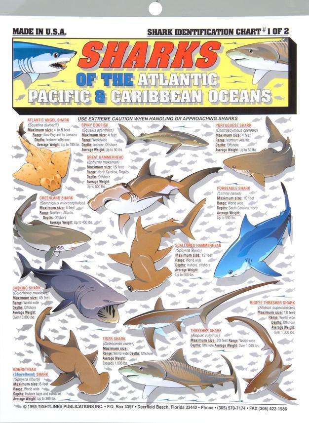 Florida Shark Species Chart