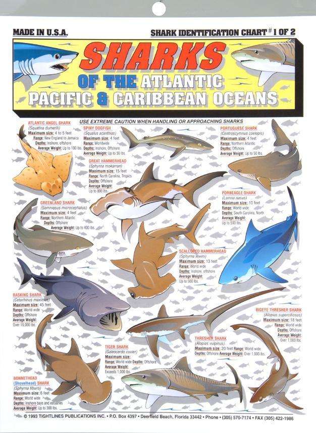 Shark Species Identification Chart